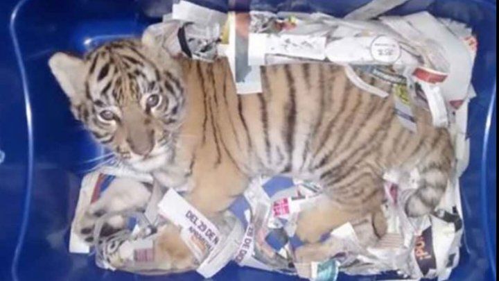 Un pui de tigru bengalez, expediat într-un container de plastic