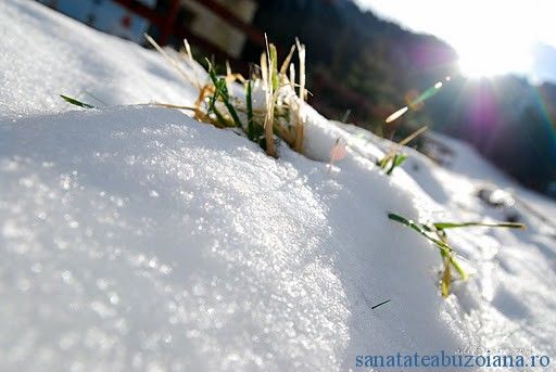 Recomandări pentru protecția plantelor afectate de calamități Foto: sanatatebuzoiana.ro