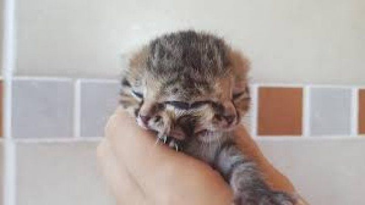 Un motan s-a născut cu două feţe. Ce spun veterinarii