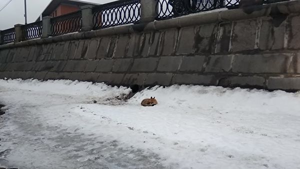 В Москве спасли застрявшую на льдине лисицу.