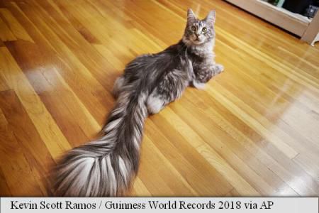 Guinness World Records : Gene de 12 cm și pisica cu cea mai lungă coadă. Foto: agerpres.ro