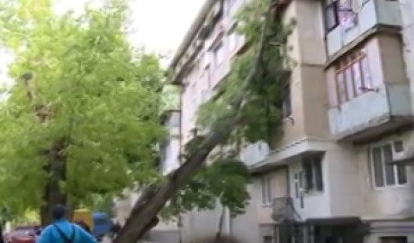 O creangă imensă s-a prăbuşit peste un bloc de pe strada Ion Pelivan din capitală. Foto: jurnal.md