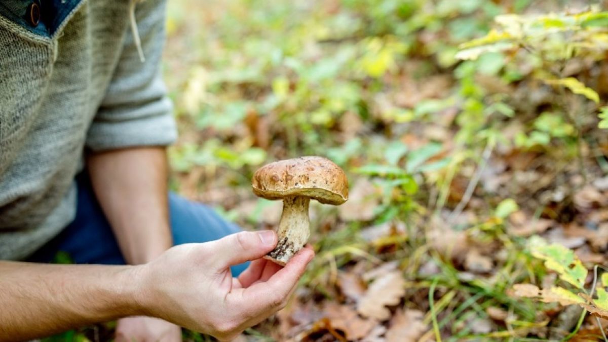 Растет число отравлений грибами.