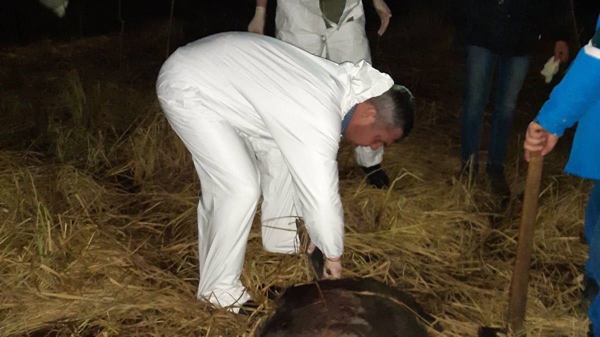 В заповеднике Pădurea Domnească выявили вспышку АЧС у диких кабанов.
