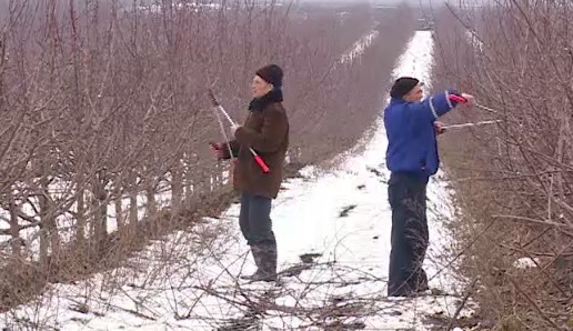 Фермеры начали обрезку плодовых деревьев.