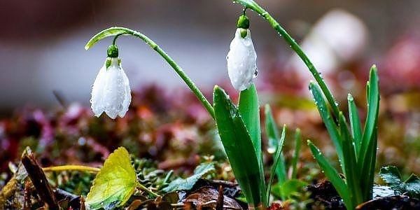  Meteorologii anunță până la 15 grade Celsius.