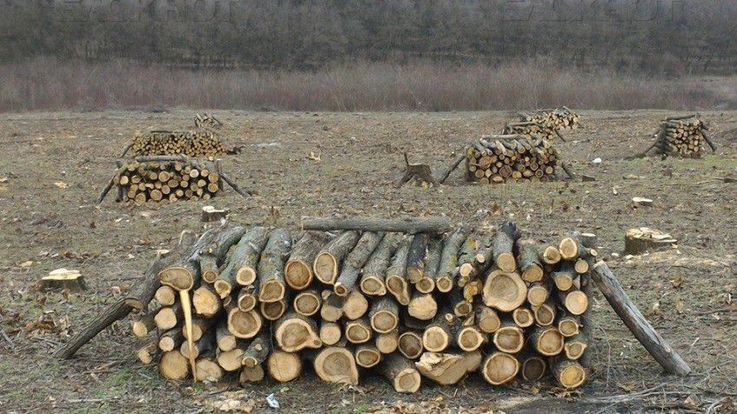 Au fost sistate toate tipurile de tăieri în fondul forestier naţional