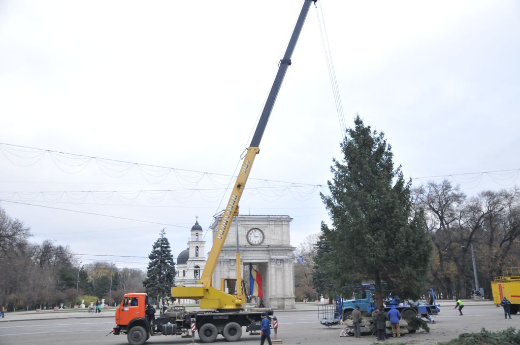 Autoritățile susțin că au găsit pomul de Crăciun care urmează să fie instalat în Piața Marii Adunări Naționale. 
