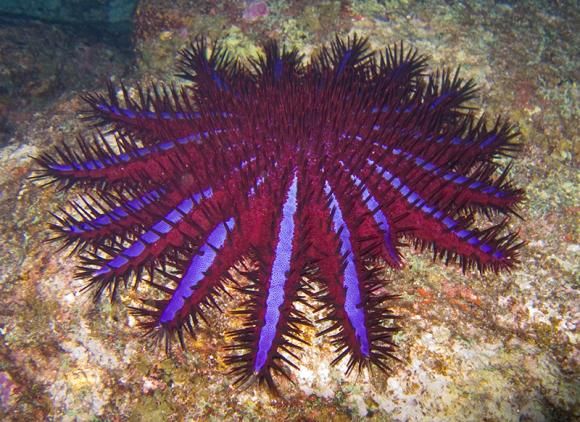 Zeci de milioane de euro pentru o stea de mare care devorează corali. Foto: Wikipedia
