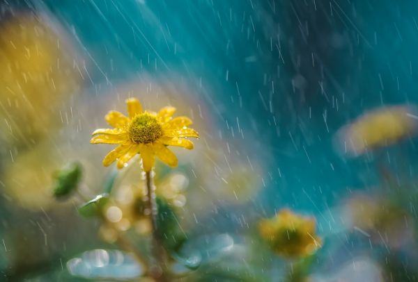 Meteorologii anunţă pentru azi cer variabil.