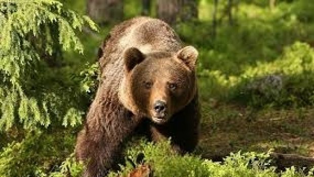 Un bărbat a fost atacat de un urs la doar câțiva metri de ultimele case din satul aparținător Bicfalău. 