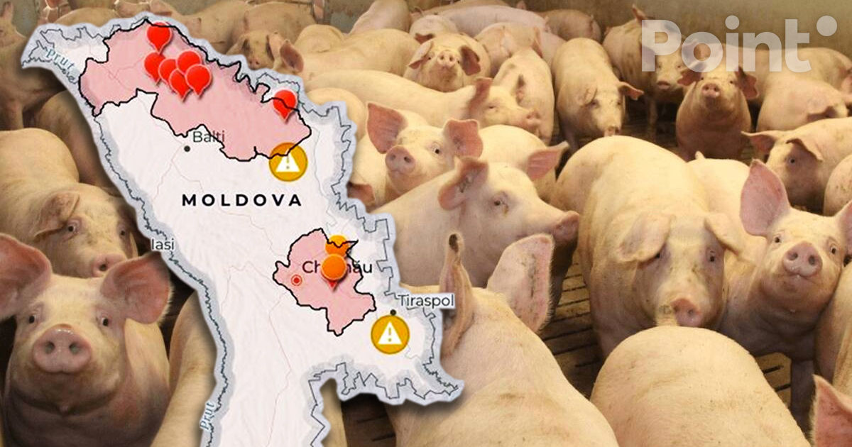На севере страны тревожная ситуация: возникли новые вспышки африканской чумы свиней.