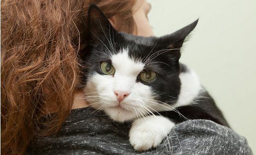 Хозяйка кота переехала в собственное жилье и попросила бабушку вернуть питомца. Фото: shutterstock.com