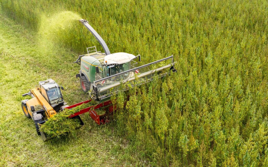 Cânepa, tot mai atractivă pentru agricultori: Statul promite ajutor.