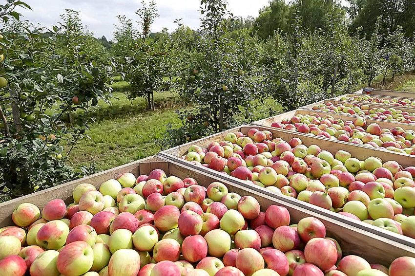 Садоводы Молдовы корректируют летний прогноз урожая яблок. Фото: east-fruit.com.