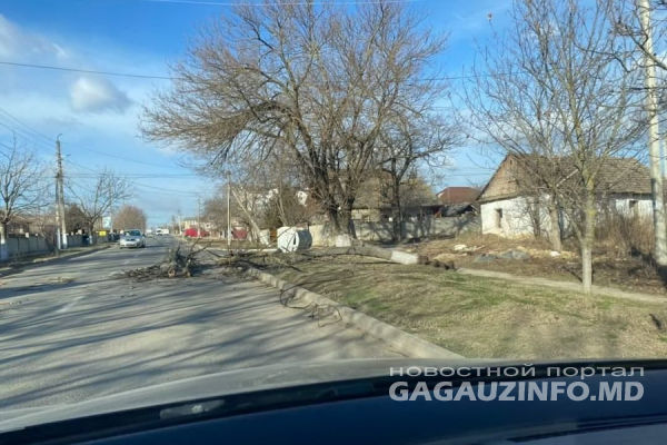 Ряд деревьев повалил ветер в Комрате.