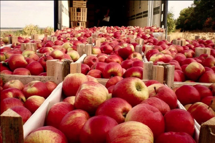 Export de mere în regim normal