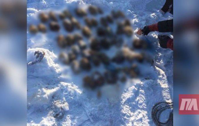 Sac cu 54 de mâini tăiate, găsit într-un râu din Siberia