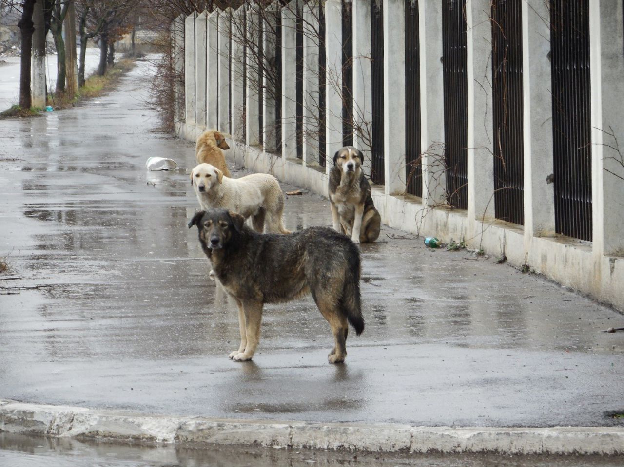Demersul lui Codreanu: Pedepse pentru cruzimea față de animale