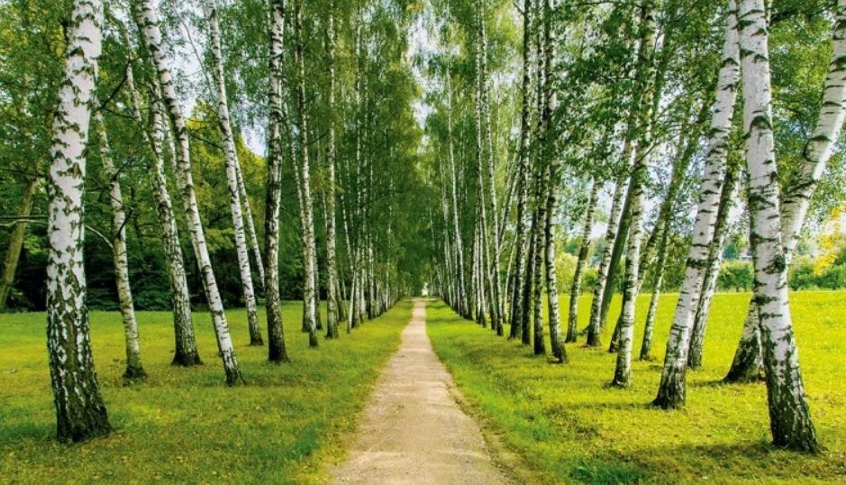 В Кишинёве восстановят берёзовую аллею и высадят «Аллею лицеистов».