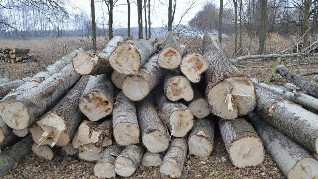Тирасполь продлил до конца года сезонную пошлину на вывоз древесины.