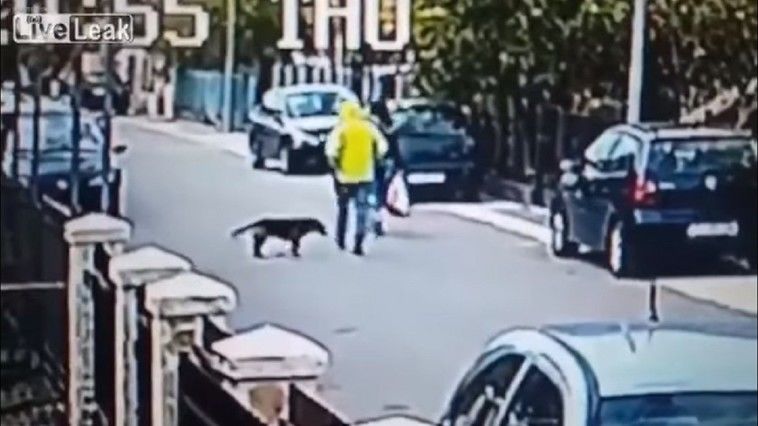  Momentul impresionant când un maidanez salvează o femeie de un hoț. Foto: captură video