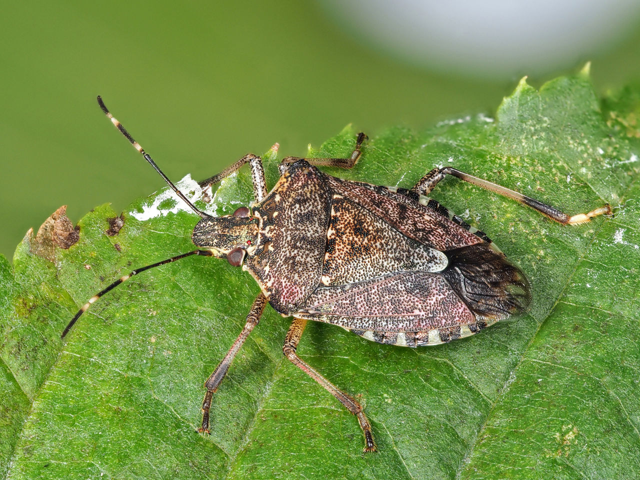 Europenii sunt amenințați de insectele invazive.
