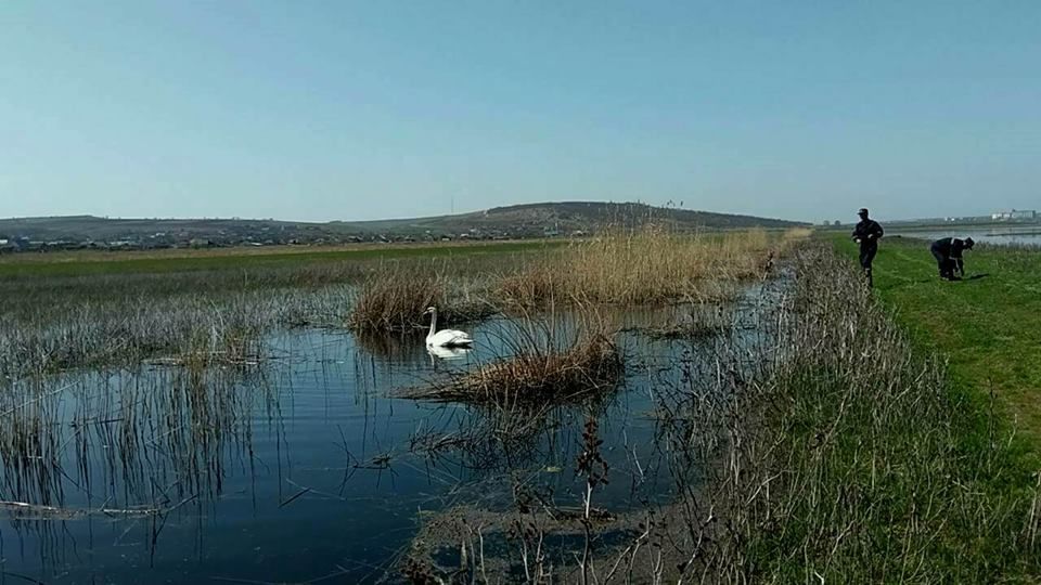В Каушанском районе спасатели помогли раненому лебедю.