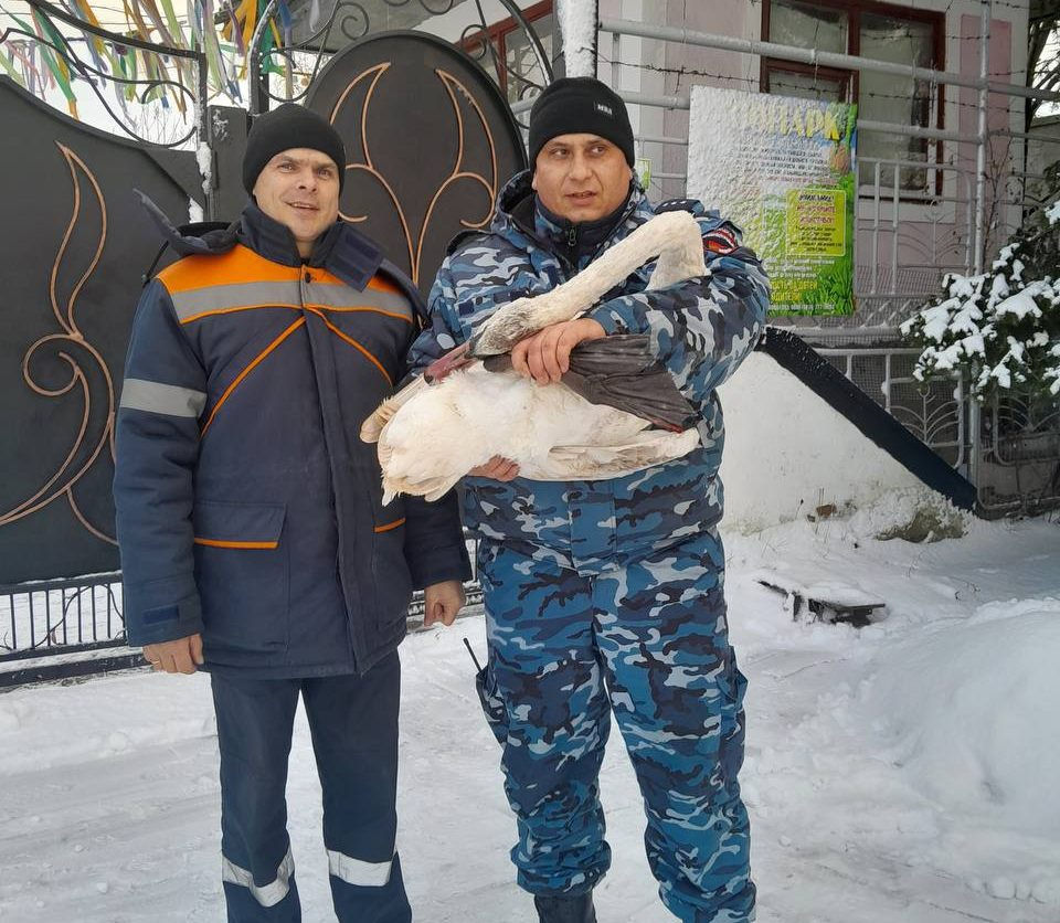 На Дубоссарской ГЭС спасли лебедя, прибитого сильным ветром.