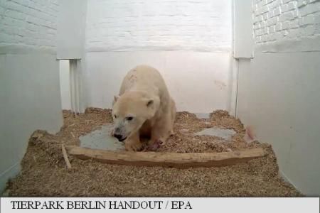 Grădina Zoologică din Berlin monitorizează evoluția unui pui de urs polar