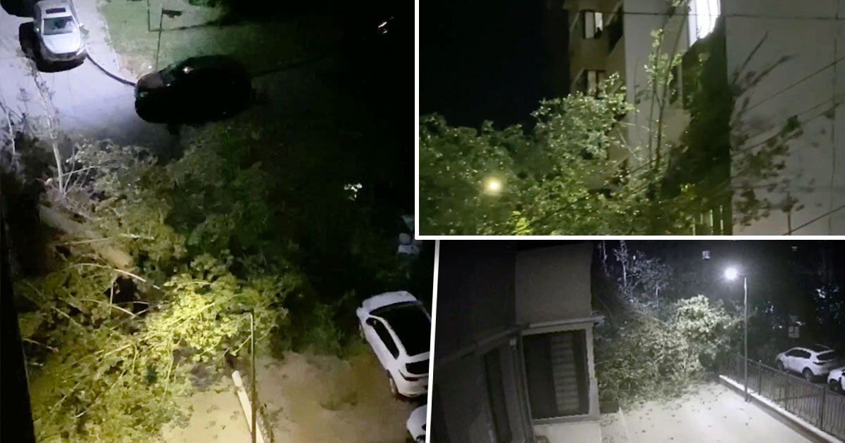 В столичном секторе Ботаника упавшее дерево повредило машины и балконы. Коллаж: Point.md