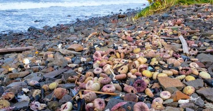 Берег практически усыпан погибшими животными.