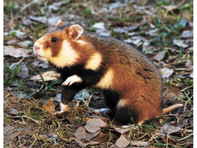 Animalele de la o Grădină Zoologică au primit cadouri de Crăciun