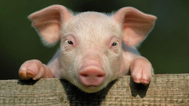 Regiunea transnistreană a interzis importul de carne de porc din dreapta Nistrului.