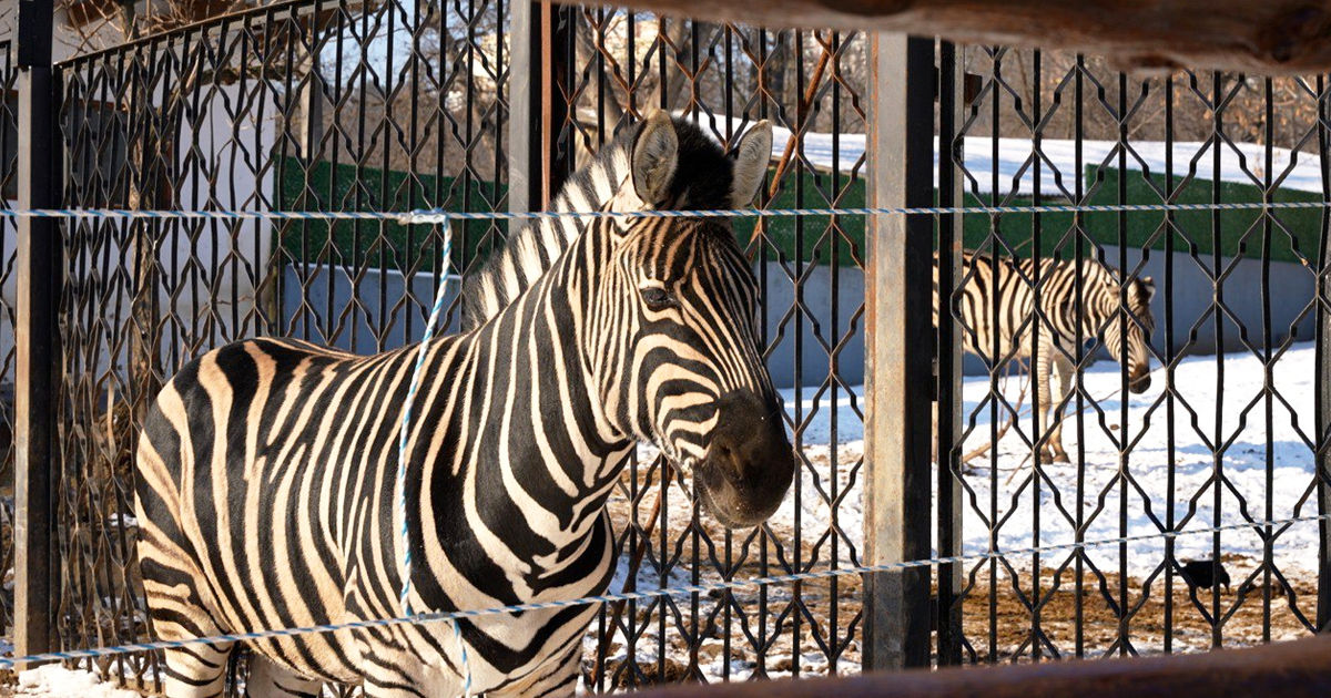 Moldova va introduce reguli noi pentru grădinile zoologice.