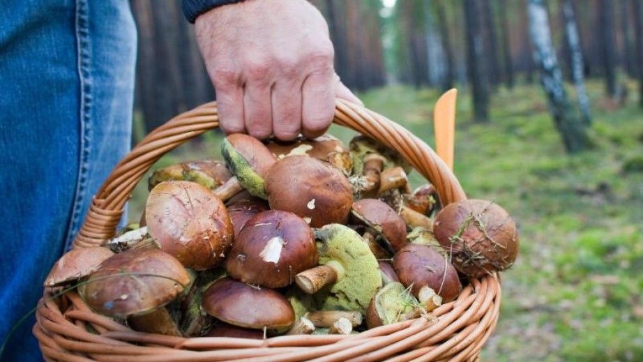 În ultima săptămână în municipiul Chișinău s-au înregistrat 7 cazuri de intoxicații cu ciuperci de pădure cu implicarea a 8 persoane.
