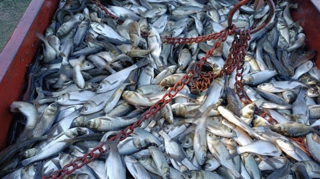 Почти 22 тонны промысловой рыбы выпустили в Днестр и водохранилища на левобережье.