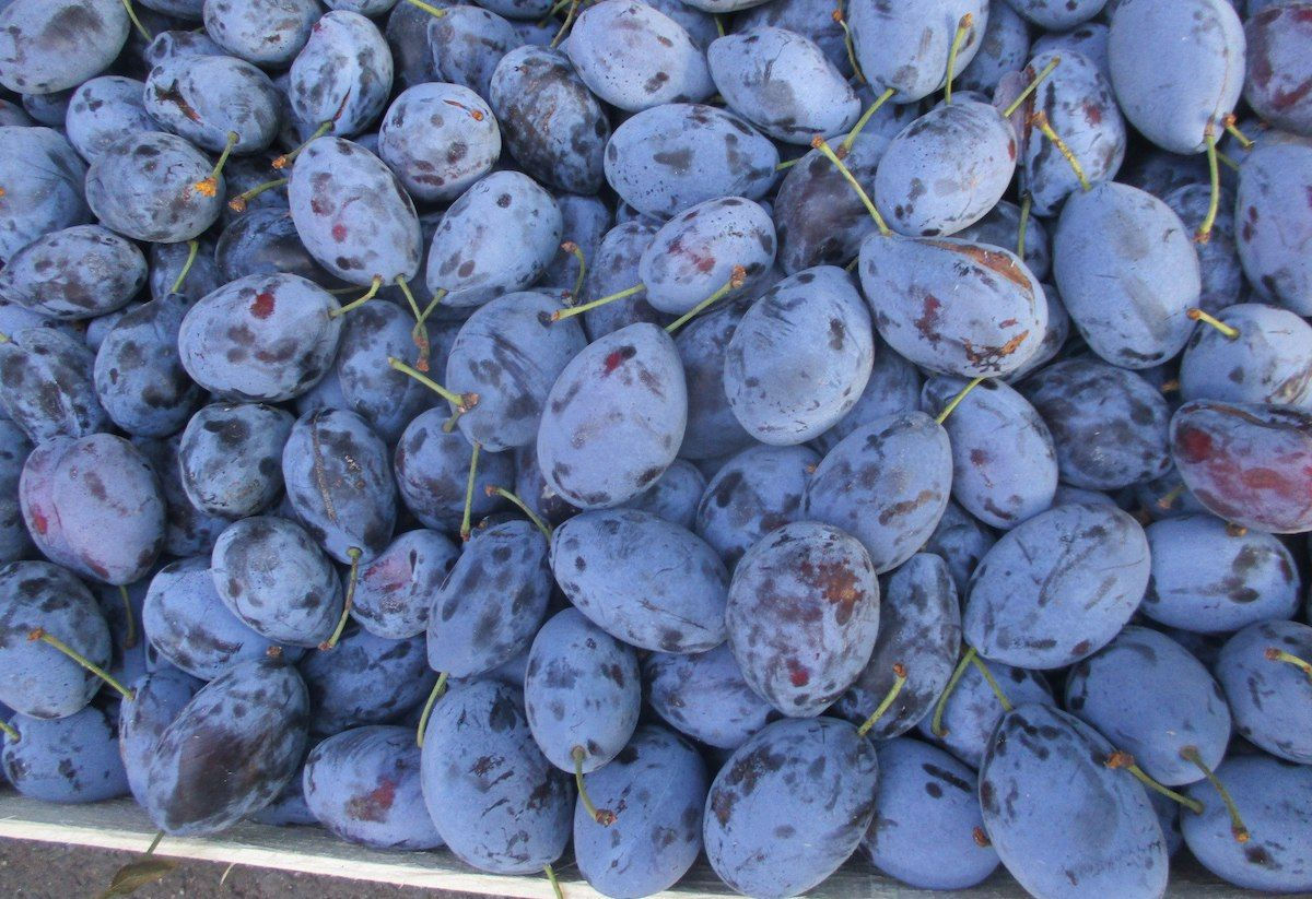 Tone de prune infectate, provenite din Moldova, vor fi distruse în Rusia.