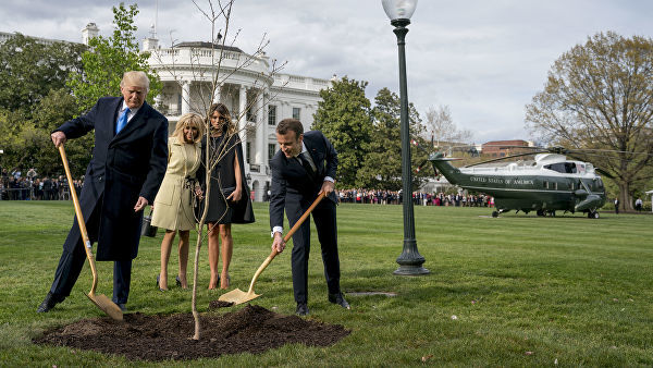 Погиб посаженный Макроном и Трампом дуб.
