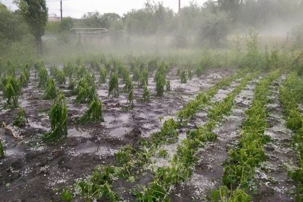В Гагаузии непогода уничтожила 320 га зерновых и бахчевых культур.