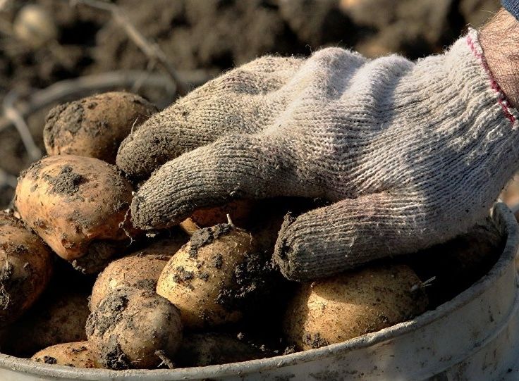 Pe piață au apărut primii cartofi: Cât costă 1 kilogram