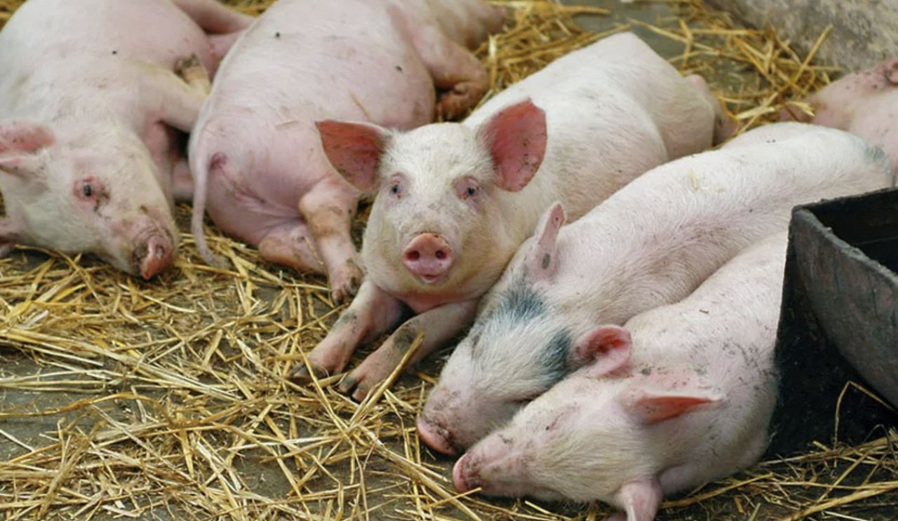 Un focar de pestă porcină africană, depistat în raionul Cahul: Se introduc măsuri de carantină.