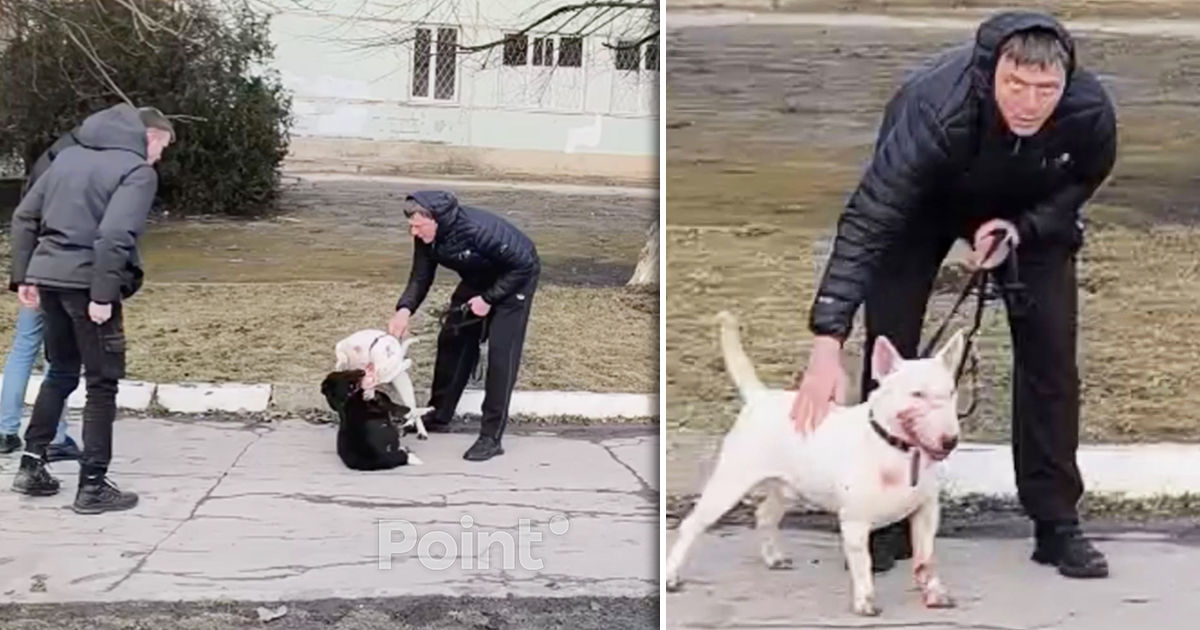 Un bărbat din Bălți și-a pus câinele de luptă să atace un patruped fără stăpân.
