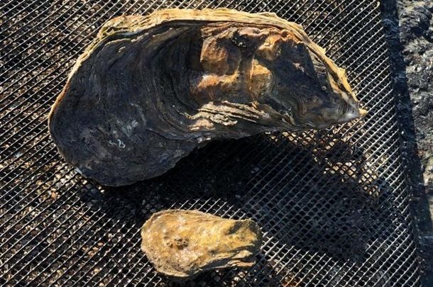 Во Франции нашли огромную устрицу весом 1,3 кг.