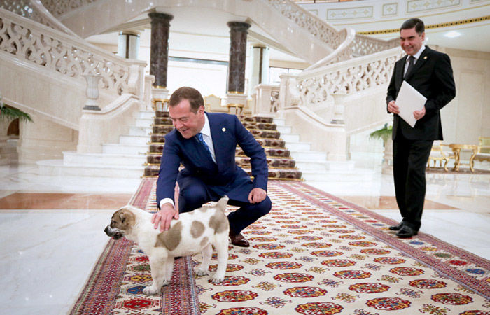 Президент Туркмении подарил Медведеву алабая, как у Путина.