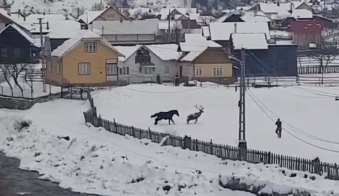România: Un cerb coborât din pădure se împrietenește cu un cal