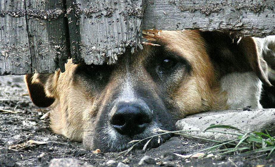 Estonia pregătește amenzi record pentru cruzimea față de animale.