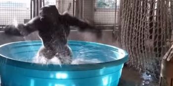 Viral! Cum reacționează o gorilă când ajunge într-o piscină. Foto: b1.ro