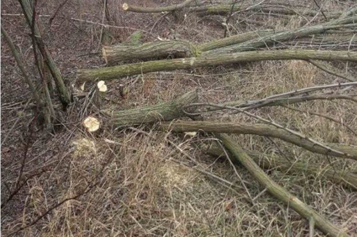 В Гагаузии выросло число случаев незаконной вырубки леса.