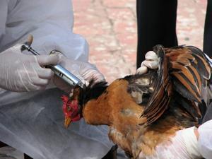 Comunitatea științifică internațională este alarmată de apariția unui nou virus de gripă aviară.